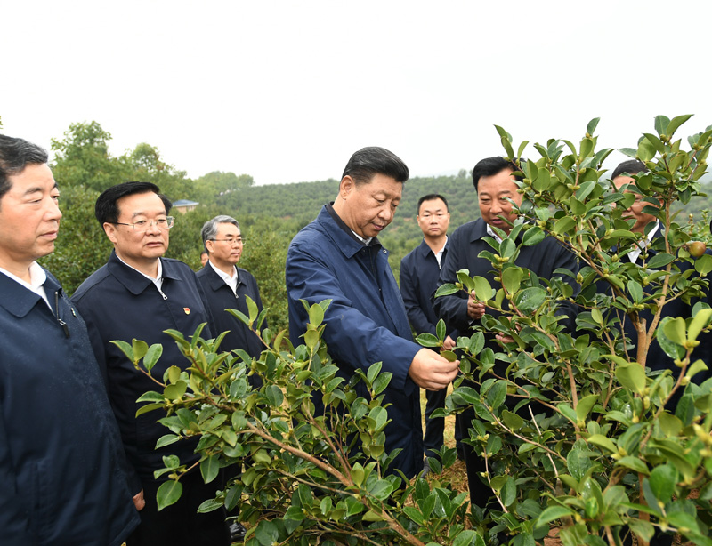 　　9月16日至18日，中共中央總書記、國家主席、中央軍委主席習(xí)近平在河南考察。這是17日上午，習(xí)近平來到信陽市光山縣槐店鄉(xiāng)司馬光油茶園，實地察看油茶樹種植和掛果情況。新華社記者 謝環(huán)馳 攝